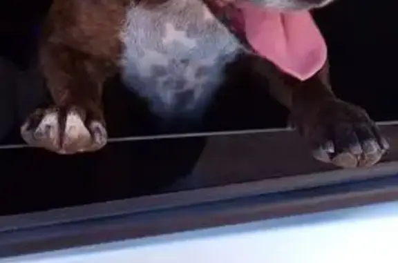 Perro encontrado Palma, foto: Encontrado perro, Carrer del Cardenal Rossell, 75, Palma — estaba desorientado en la carretera