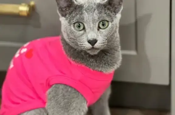 Lost cat, North Avenue, 33, Montvale, Arlington — small gray female with green eyes - photo