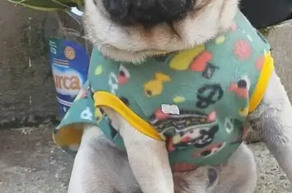 Cachorro perdido, Vila Branca, Jacareí - macho, Pug com alergia e machucadinhos - photo