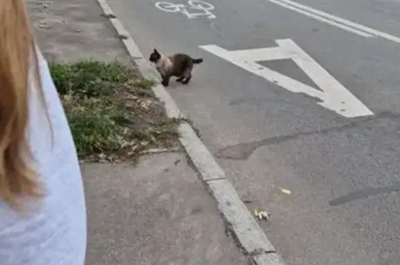Знайдена кішка, вулиця Будівел...