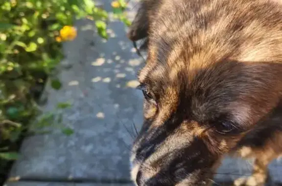 Found dog, Windy Stone Drive,...