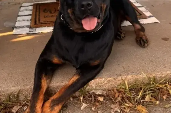 Lost dog, Todd Court, 698, Burleson — male Rottweiler, friendly and still has his tail - photo