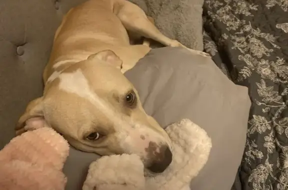 Lost dog, Beale Avenue, 1516, Bakersfield, Rocklin — female named Princess, dainty with tall legs - photo