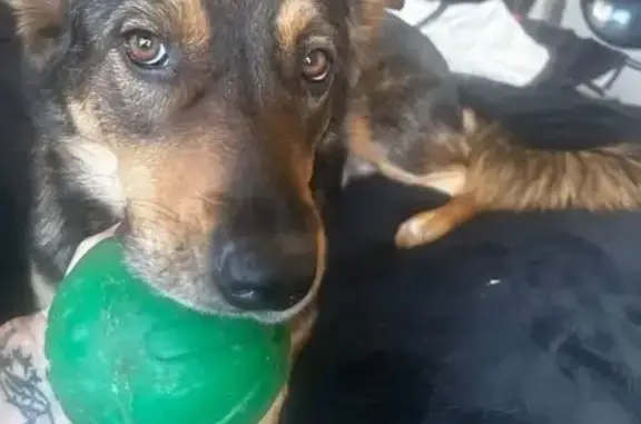 Lost female dog, Sunnybrook Lane, 136, Oroville — German Shepherd mix - photo
