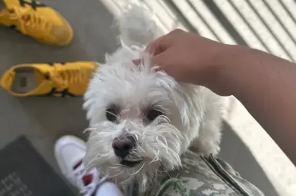 Lost dog, O'Hara Avenue, Oakley, Oakley — male Maltipoo, white with brown around nose - photo