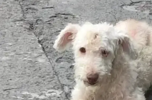 Perro perdido, F.c. Terraplén San Rafael, 25, Ciudad de México, Iztapalapa — tranquilo y miedoso - photo