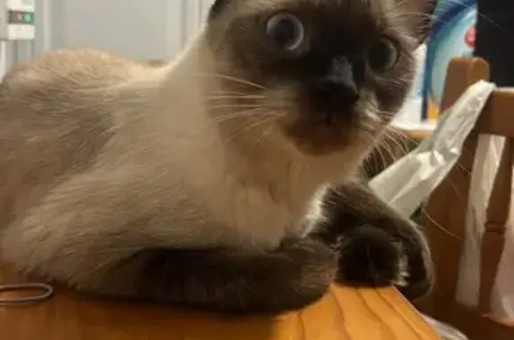 Gato perdido, Carrer Aragó, 231, Palma — siamés blanco y gris - photo