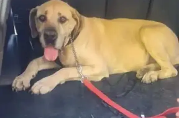 Found dog, Totius Street, Saso...