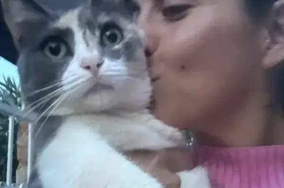 Gato perdido, Camí de la Cova de l'Aigua, 25, Denia — hembra sin collar y muy cariñosa - photo