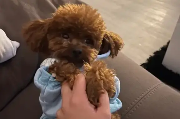 Perro perdido macho, Carrer de...