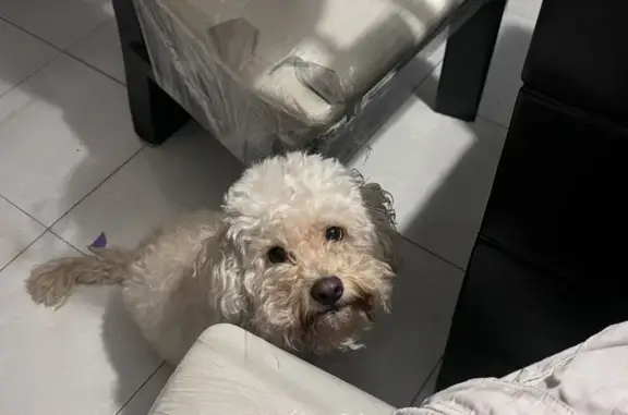 Se busca French Poodle, pequeño, tiene manchas rojas en las patitas, y está esterilizado. Salió de casa caminado hoy por la mañana. Ayúdame a que regrese a casa