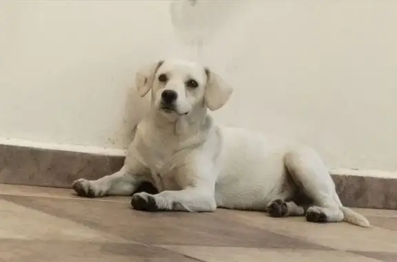 Perro encontrado, Avenida Fran...