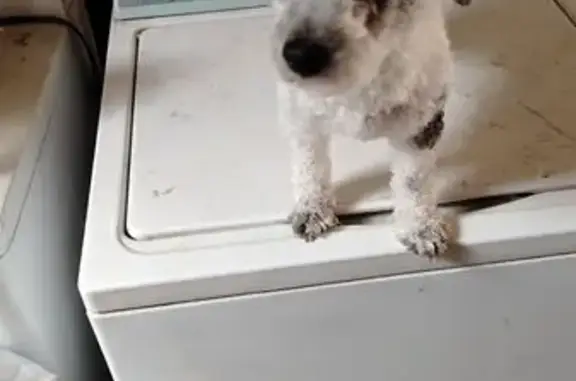 Perro perdido, hembra, Calle 4 Oriente, Ciudad de México, Mexico City — pelo chino - photo