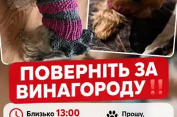 Зникла собака, вулиця Володимира Великого, 79, Черкаси — підстрижена коротше, ніж на фото - photo