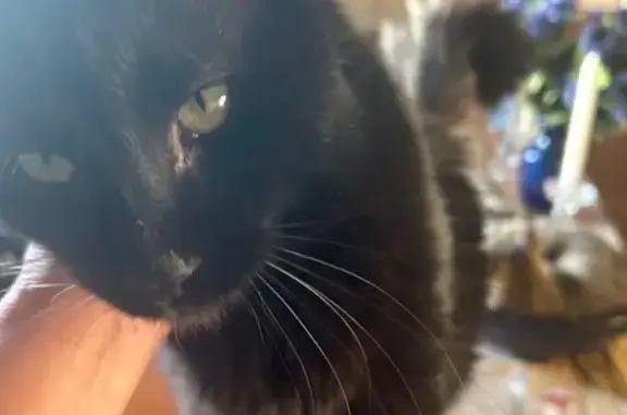 Lost male cat, Woodridge Drive, Hurst, Arlington — black long hair with white whiskers - photo