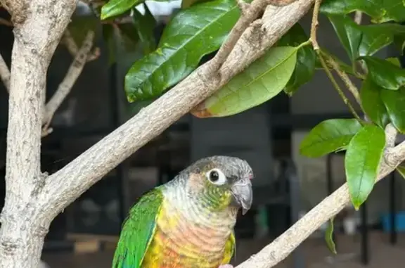 Lost pets Hobsons Bay, photo: Lost bird, male, Carnaby Close, 4, Wyndham City, Hobsons Bay — yellow-sided conure