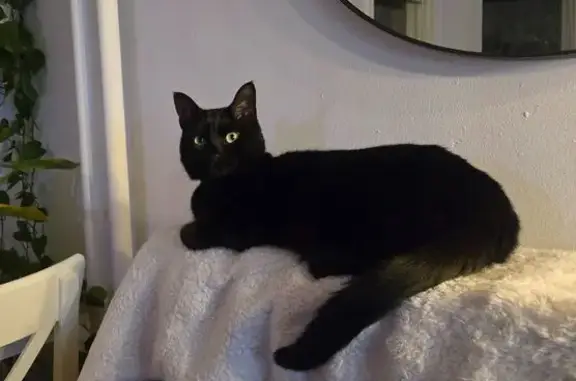 Lost cat, Brook Street, 79, Brookline, Boston — female with a white chest spot - photo