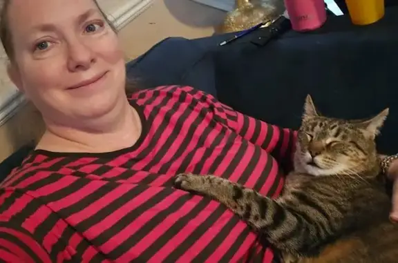 Lost cat, Hawk Court, Round Rock — friendly male who is easy to pick up - photo