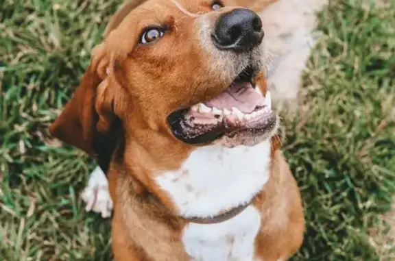 Lost dog, male, North Main Street, 705, Bentonville — brown-and-white and friendly - photo