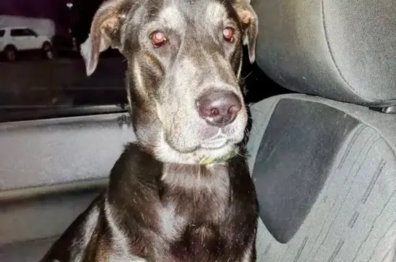 Lost dog, Crossville, Tennessee, Nashville — male black Lab mix with orange collar - photo