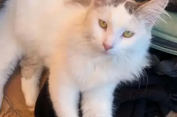 Lost pets Liverpool, photo: Lost cat, female, Grove Street, Sydney, Liverpool