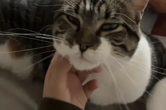 Lost male cat, 5th Avenue South, 525, St. Cloud, Bloomington — brown-and-black tabby with green eyes - photo