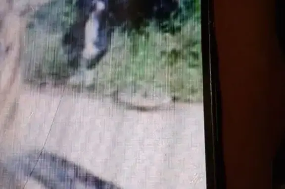 Lost dog, Road 415, 45049, Coarsegold — female with black fur and brown legs - photo