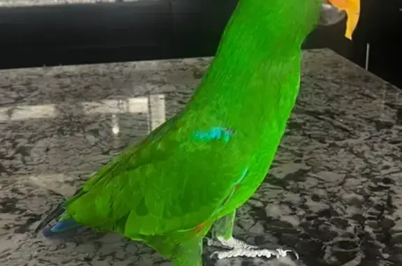 Lost and found pets Henderson, photo: Lost bird, male, Via Stellato Street, 964, Henderson — says “Peekaboo”