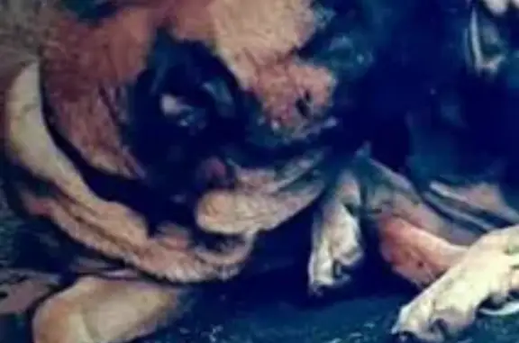 Lost dog, male, Tulsa, Oklahoma, Arlington - photo