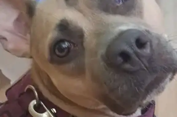 Lost female dog, Knoxville — shy and listens well - photo