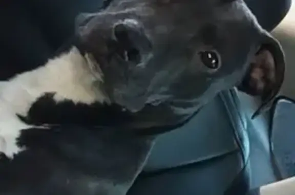 Lost dog, Nowata, Oklahoma, Nowata — male black pit bully mix with white chest - photo