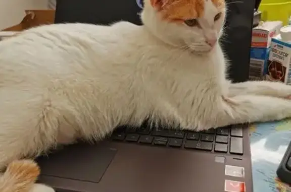 Missing cat Lane Cove, photo: Lost male cat, Second Avenue, 36, Lane Cove — white with ginger on head and tail