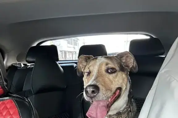 Búsqueda de mascotas, foto: Perdido perro hembra, Naucalpan de Juárez, Estado de México, Mexico City — le falta el ojo derecho