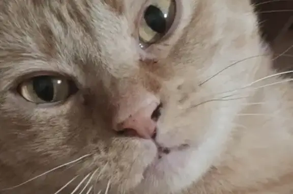 Lost and found pets Arlington, photo: Lost cat, female, 20th Street North, 3165, Arlington — friendly orange tabby
