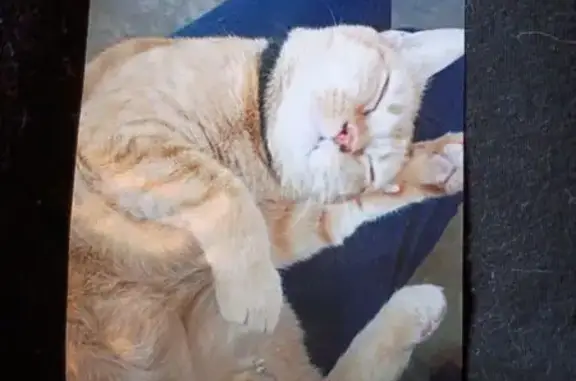 Lost cat, female, Santa Margarita Street, 1417, Las Vegas — friendly orange tabby with a cauliflower ear - photo