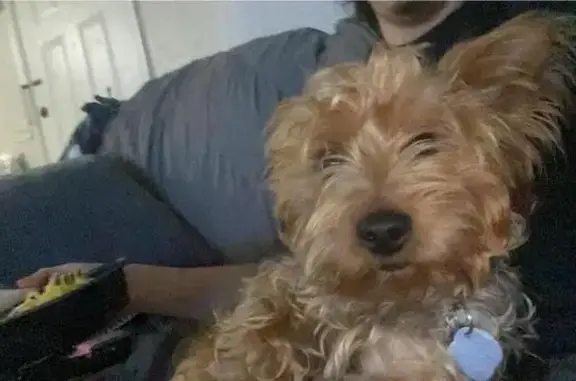 Lost male dog, Church Street, 186, La Paz — black and tan coat, friendly and energetic - photo