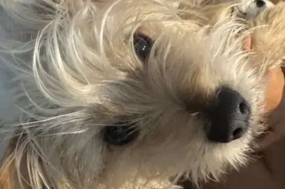 Lost male dog, Portillo Avenue, 601, El Paso — short-haired Chihuahua mix - photo
