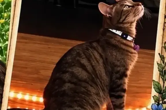 Lost female cat, Black Bridge Loop Road, 286, Camp Verde — brown-gray-black tabby - photo