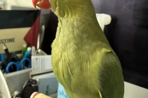 Lost pets Darebin, photo: Lost male bird, Sydney Road, 664, Merri-Bek City, Darebin — may respond to Duo