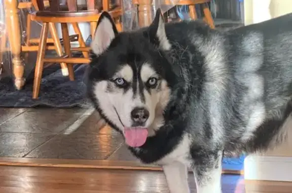 Missing dog Apalachin, photo: Lost dog, Summit Hill Road, New York, Apalachin — male, black and white, friendly