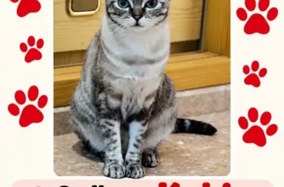 Gatos perdidos, Elche, foto: Gato perdido, Avenida Cortés Valencianas, 6, Elche — hembra de color gris gaspeado y blanco