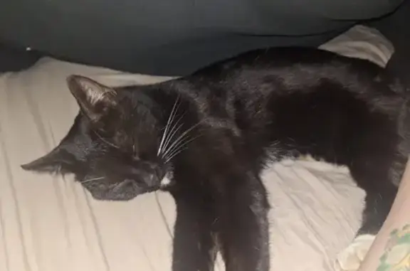 Lost female cat, Edgeworth Lane, Randburg — black and white tuxedo kitten - photo