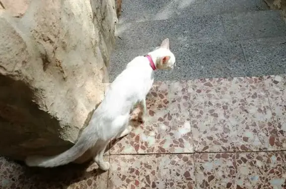Gato encontrado Pozuelo de Alarcon, foto: Encontrado gato, Torrent, Comunidad Valenciana, Pozuelo de Alarcon — collar rosa