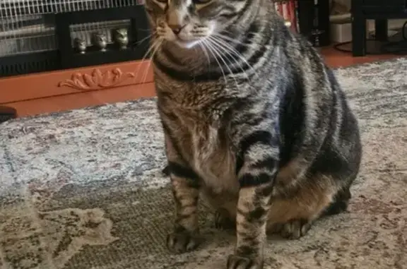 Lost pets Armadale, photo: Lost cat, Ravenscroft Way, Armadale — large male brown tabby with a distinctive saggy belly