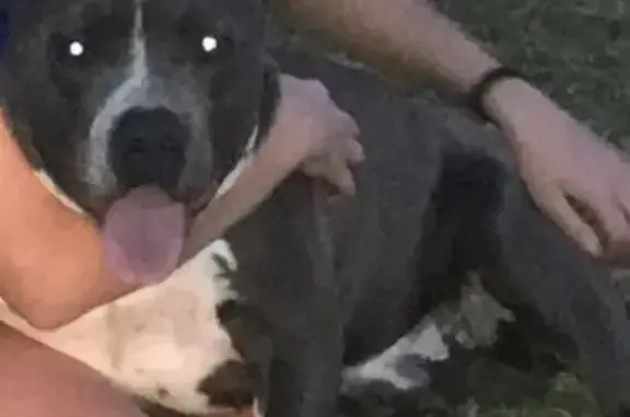 Lost dog, Mc Bride Street, 306, Lone Oak — male bully pit, very friendly - photo