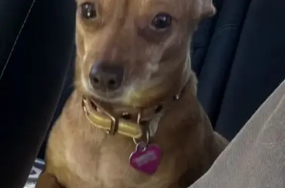 Lost dog, East 300 North, 700, American Fork, Oakland — female Chihuahua mix, friendly but nervous - photo