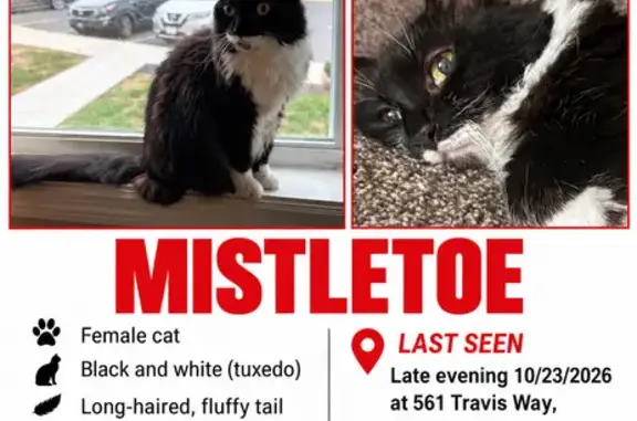 Lost cat, Travis Way, Progress, Harrisburg — female with a white mustache - photo