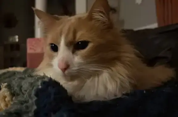 Lost Cat, Waldron Avenue, 19, Cranston — large, friendly male with tan-and-white long hair - photo