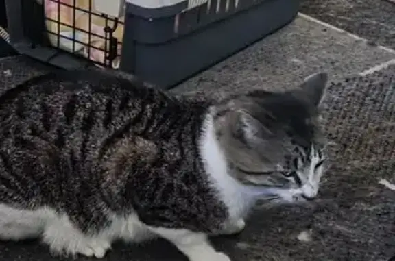 Lost pets Brighton, photo: Lost cat, Bishops Hill Road, 17, Onkaparinga, Brighton – male with nose scratches