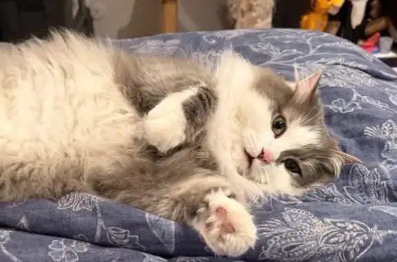 Lost cat, male, Mayfair Drive, 1006, Libertyville — grey and white with medium-length fur - photo